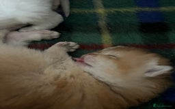 British Shorthair cats for sale: Gorgeous GCCF Ny12 + white kittens  - Image 12