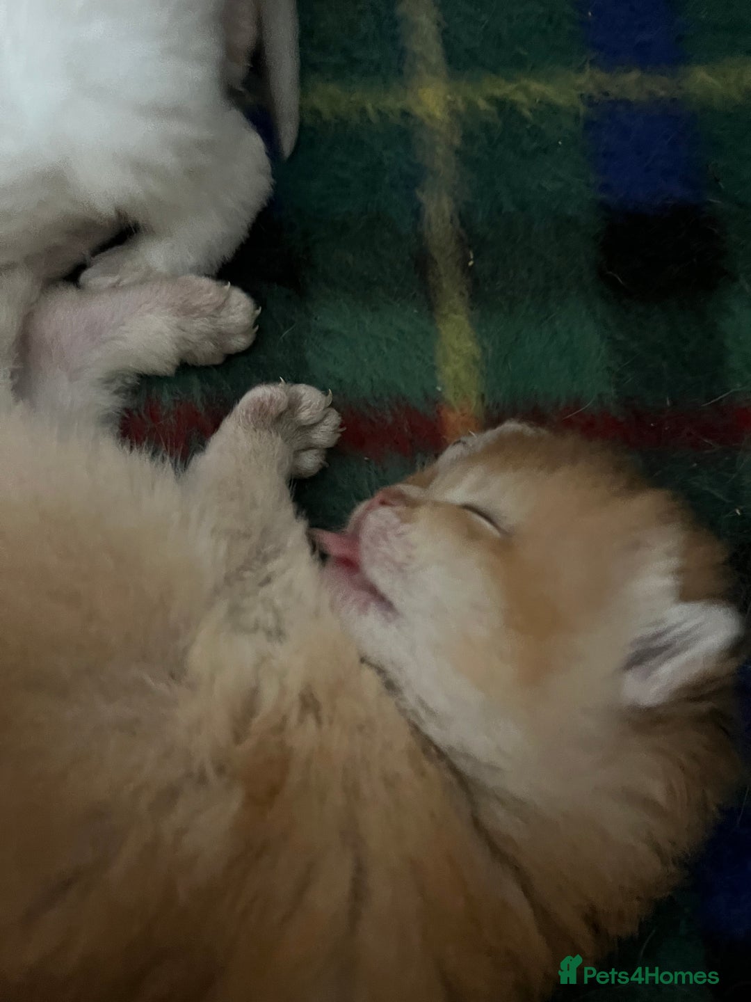 British Shorthair cats for sale: Gorgeous GCCF Ny12 + white kittens  - Image 12