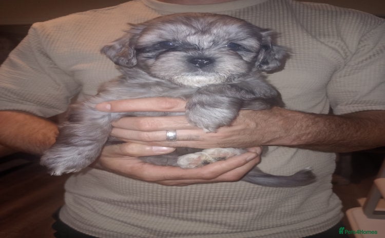 Shihpoo dogs - Advert 3
