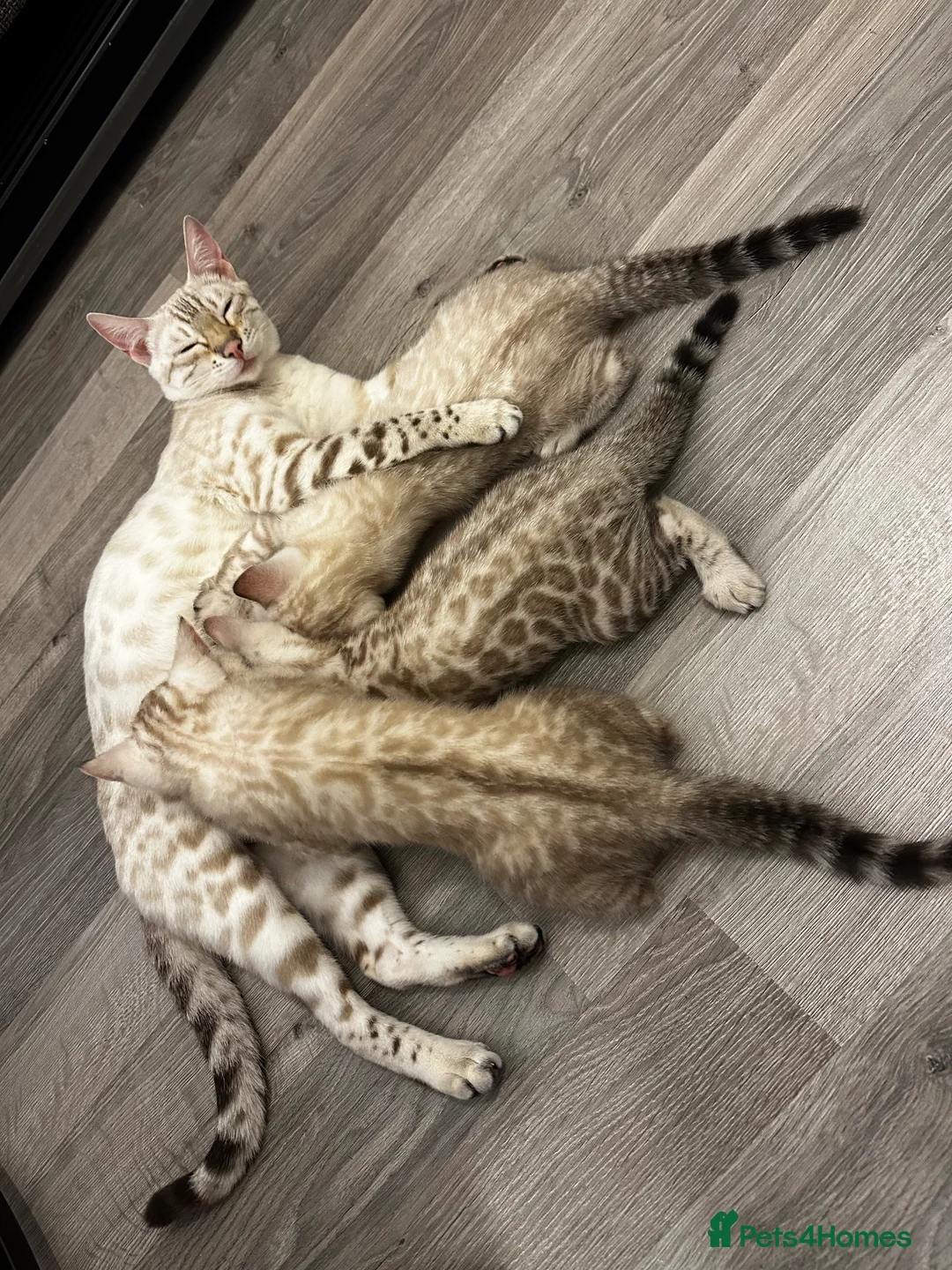 Bengal cats for sale: Stunning Bengal Kitten  - Advert 6