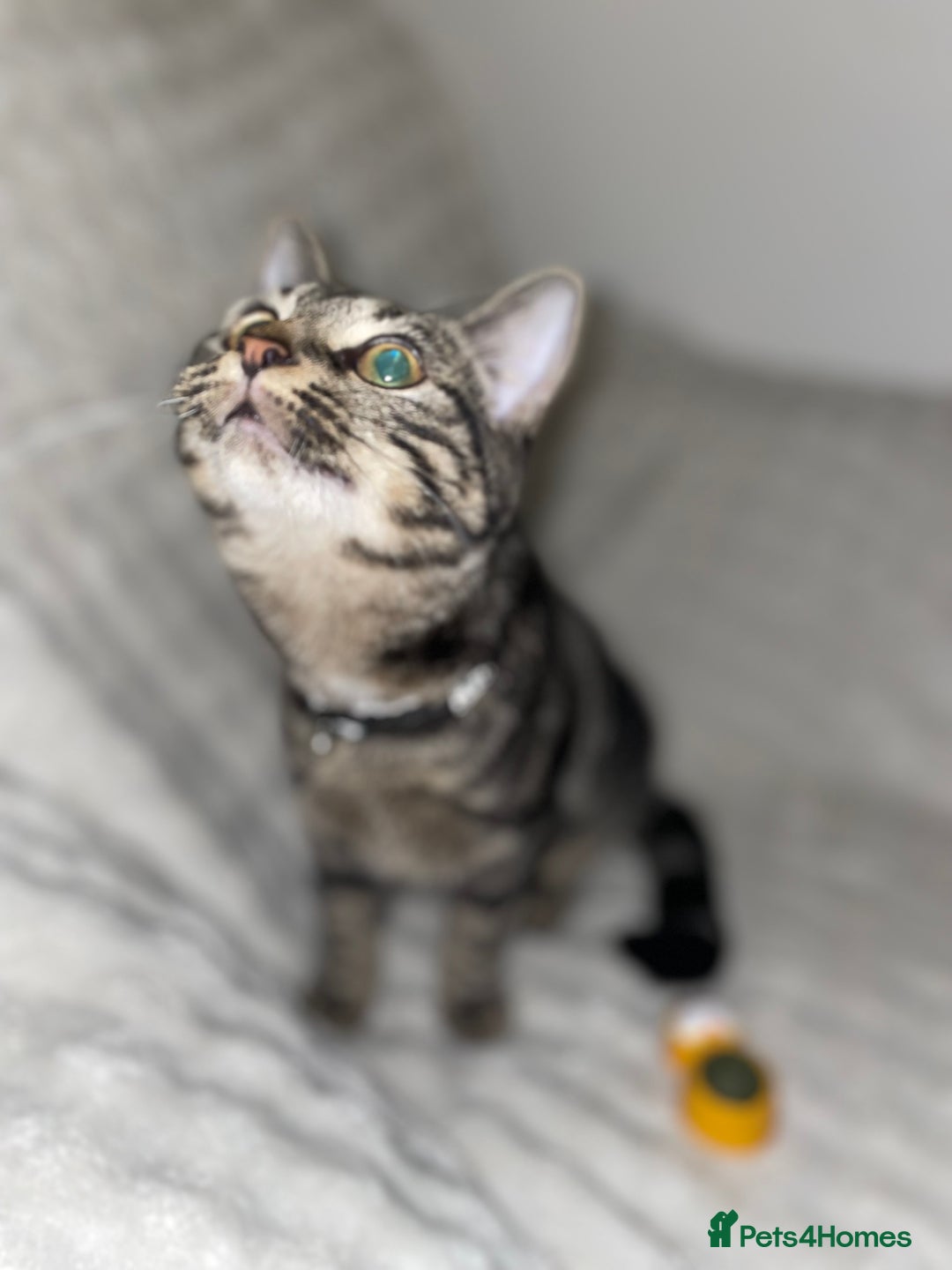 American Shorthair cats for sale: American short hair kitten  - Advert 2