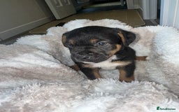 Jack Russell dogs for sale: Jack Russel puppies  - Image 4