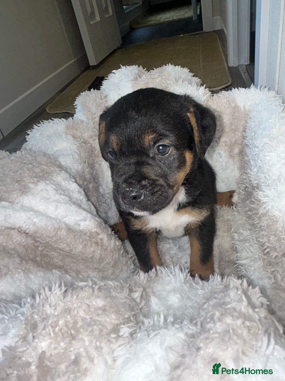 Jack Russell dogs for sale: Jack Russel puppies  - Image 4