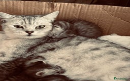 Brazilian Shorthair cats for sale: Silver tipped BSH - Image 1