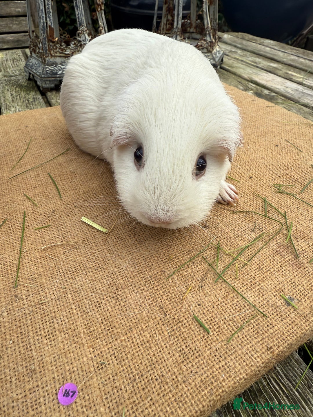 Guinea Pig rodents for sale: Pure bred California & Swiss guineapigs  - Advert 17