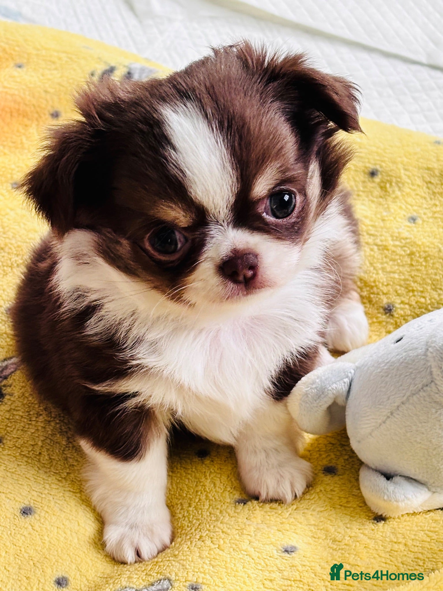 Chihuahua dogs Chihuahua puppies from health tested parents  - Advert 11
