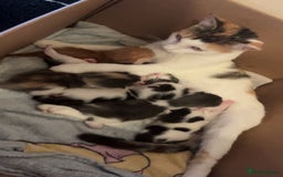 Mixed Breed cats for sale: 2 kittens for sale  - Image 1