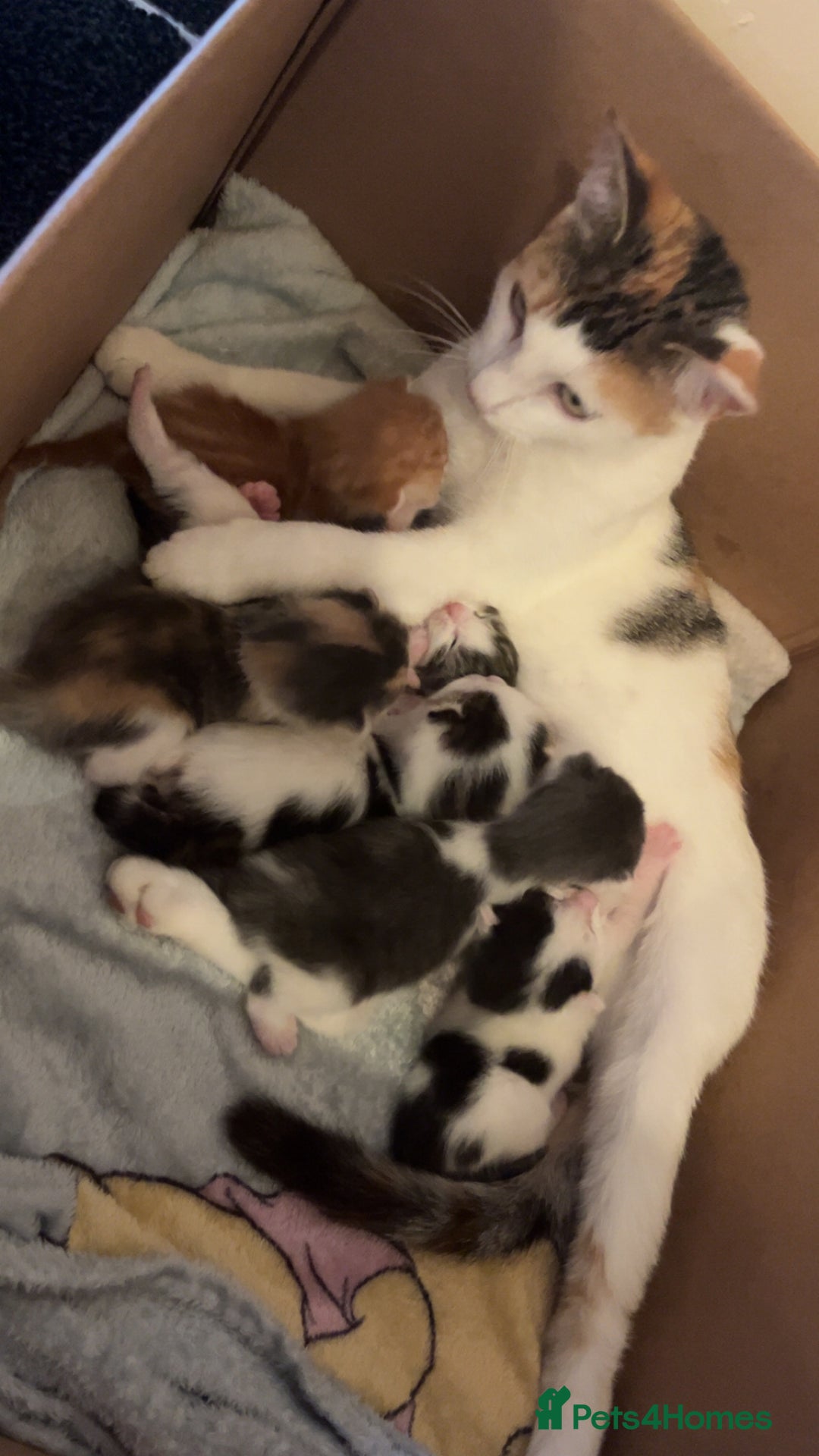 Mixed Breed cats for sale: 2 kittens for sale  - Image 1