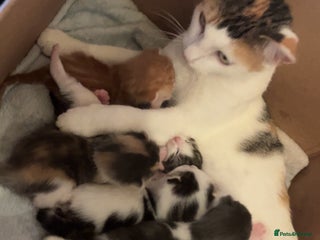 Mixed Breed cats - Advert 37