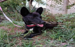 Mixed Breed dogs for adoption: LIA ( mixed breed)  - Advert 4