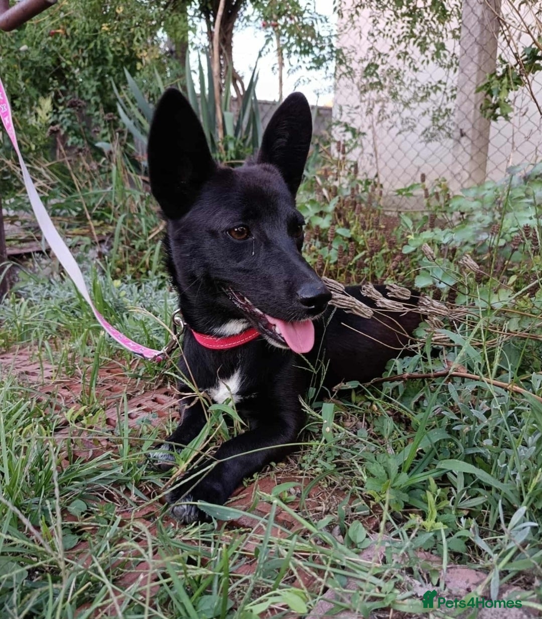 Mixed Breed dogs for adoption: LIA ( mixed breed)  - Advert 4