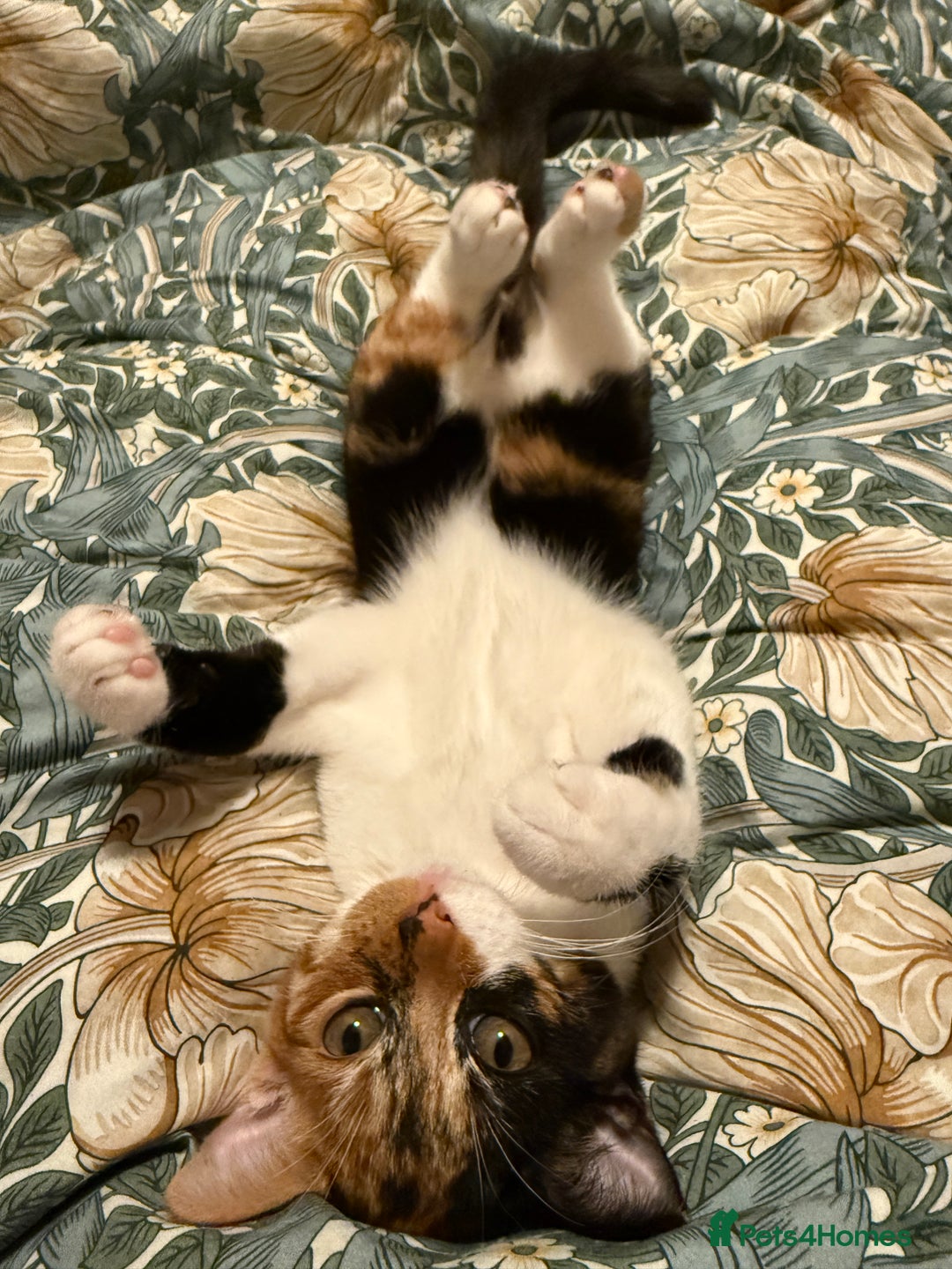 British Shorthair cats for sale: Edith - Advert 8