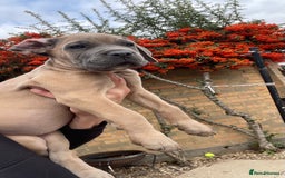 Cane Corso dogs for sale: Cane corso puppies 9 weeks old - Image 26