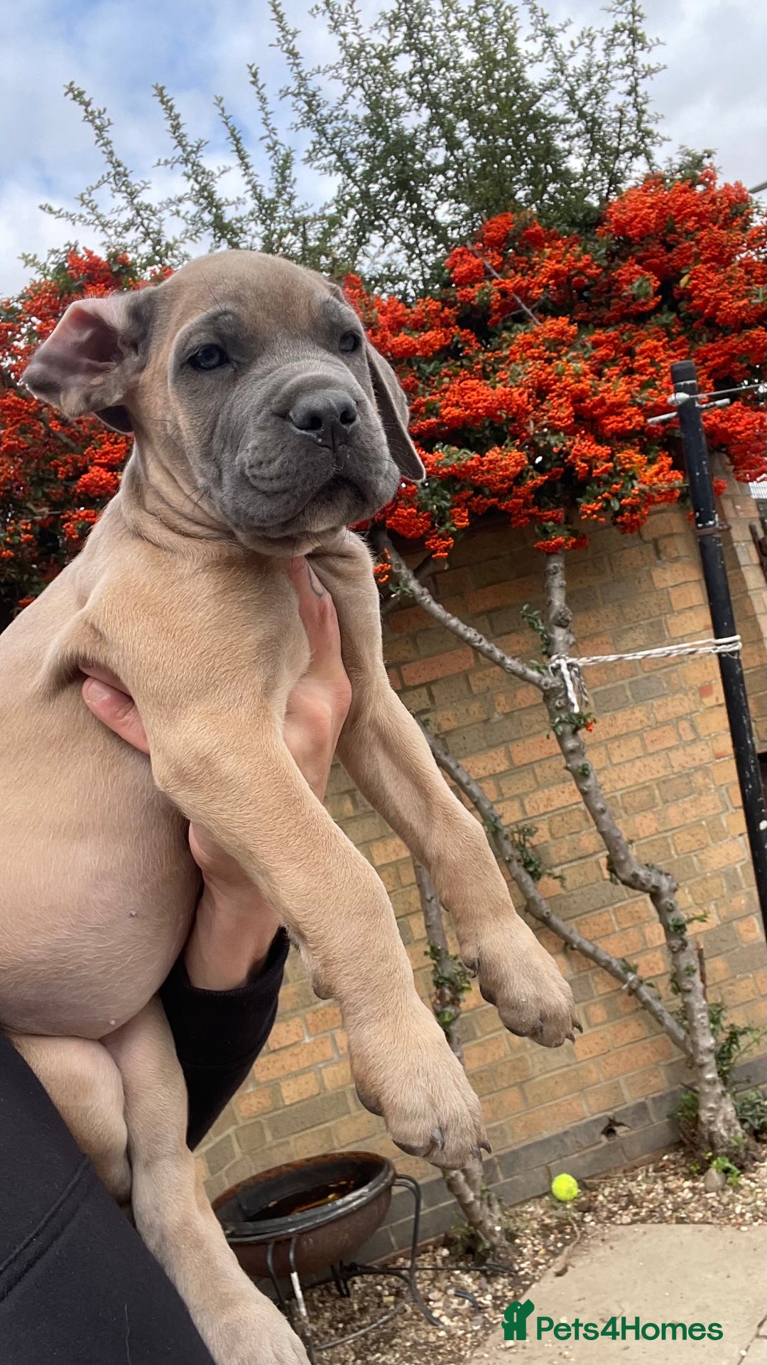 Cane Corso dogs for sale: Cane corso puppies 9 weeks old - Image 26