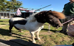 Shetland pony horses for sale: Shetland colt  - Image 5
