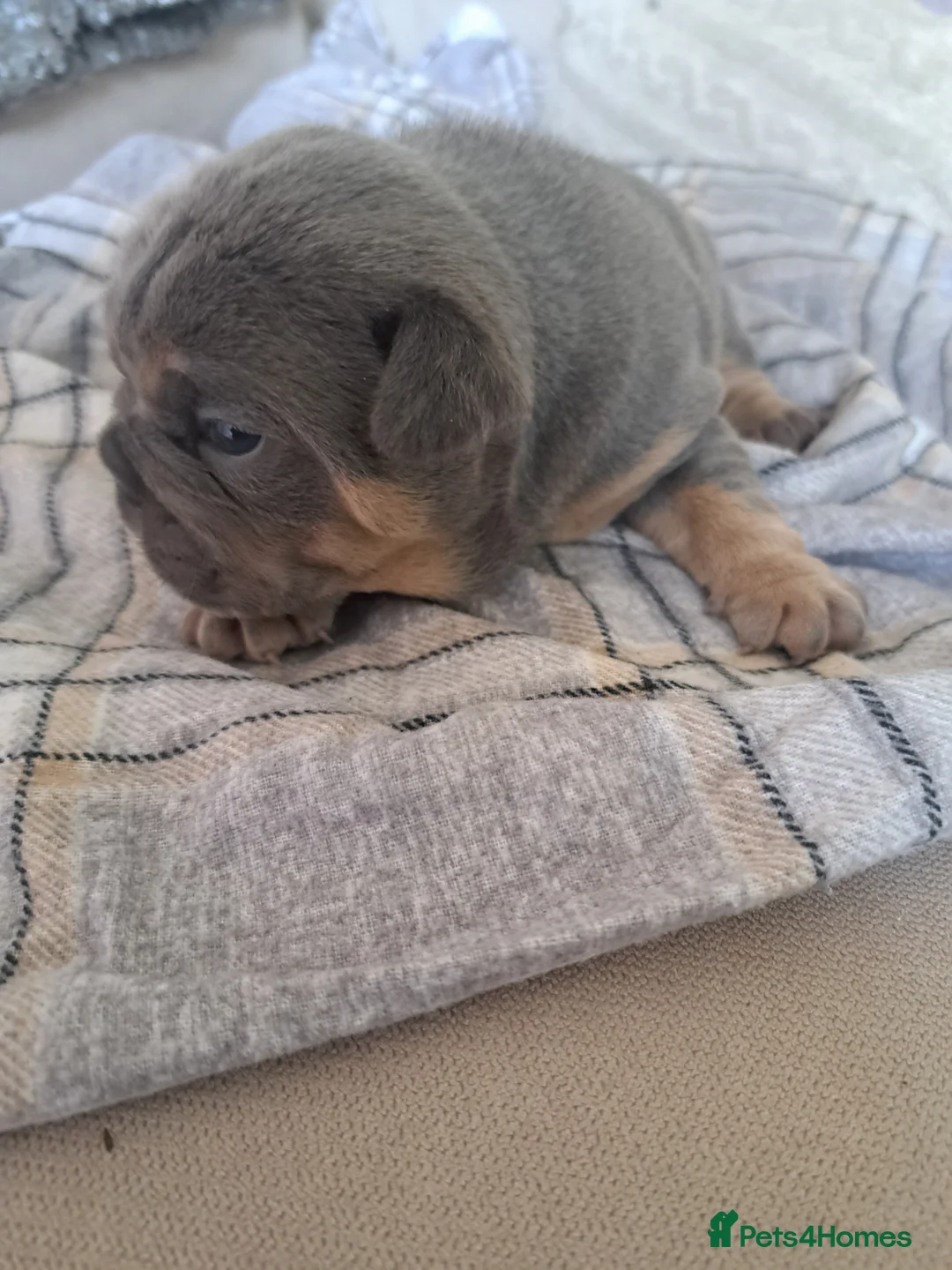 Mixed Breed dogs for sale: Puppies in Bargoed - Advert 2
