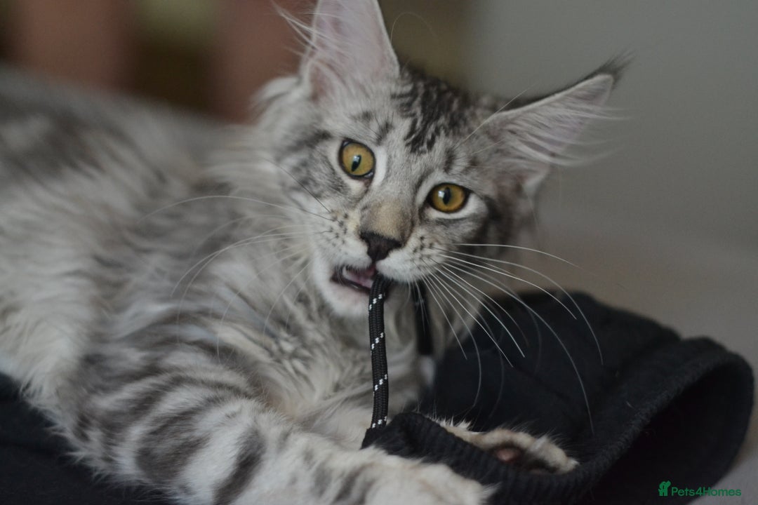 Maine Coon cats for sale: Tica Registered Maine Coon boy & girl *ready now* - Image 15