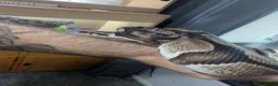Python Snake reptiles for sale: ball python  - Advert 2
