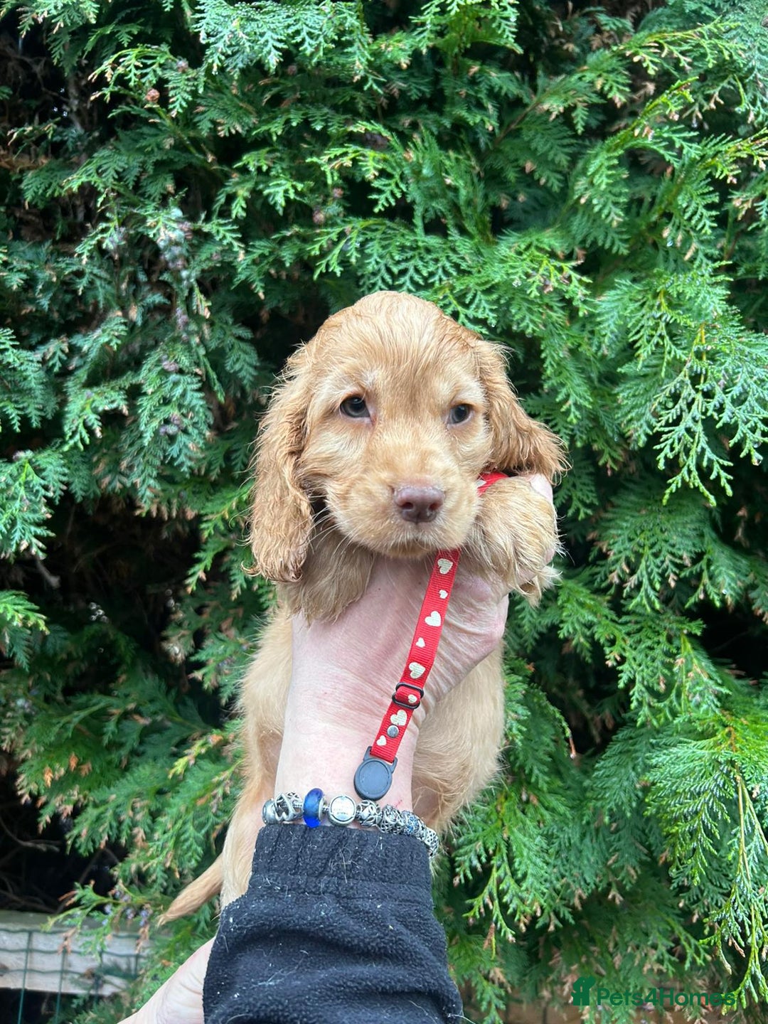 Cocker Spaniel dogs for sale: Stunning KC Show Cocker Spaniels - Advert 4