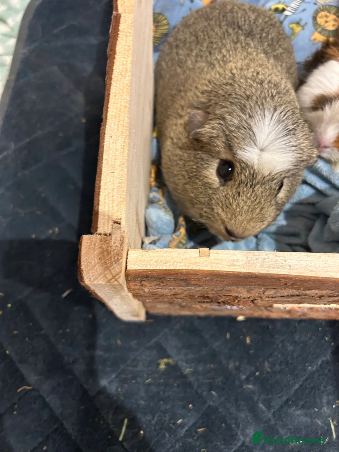 Guinea Pig rodents for sale: 2 male guinea pigs - Advert 2