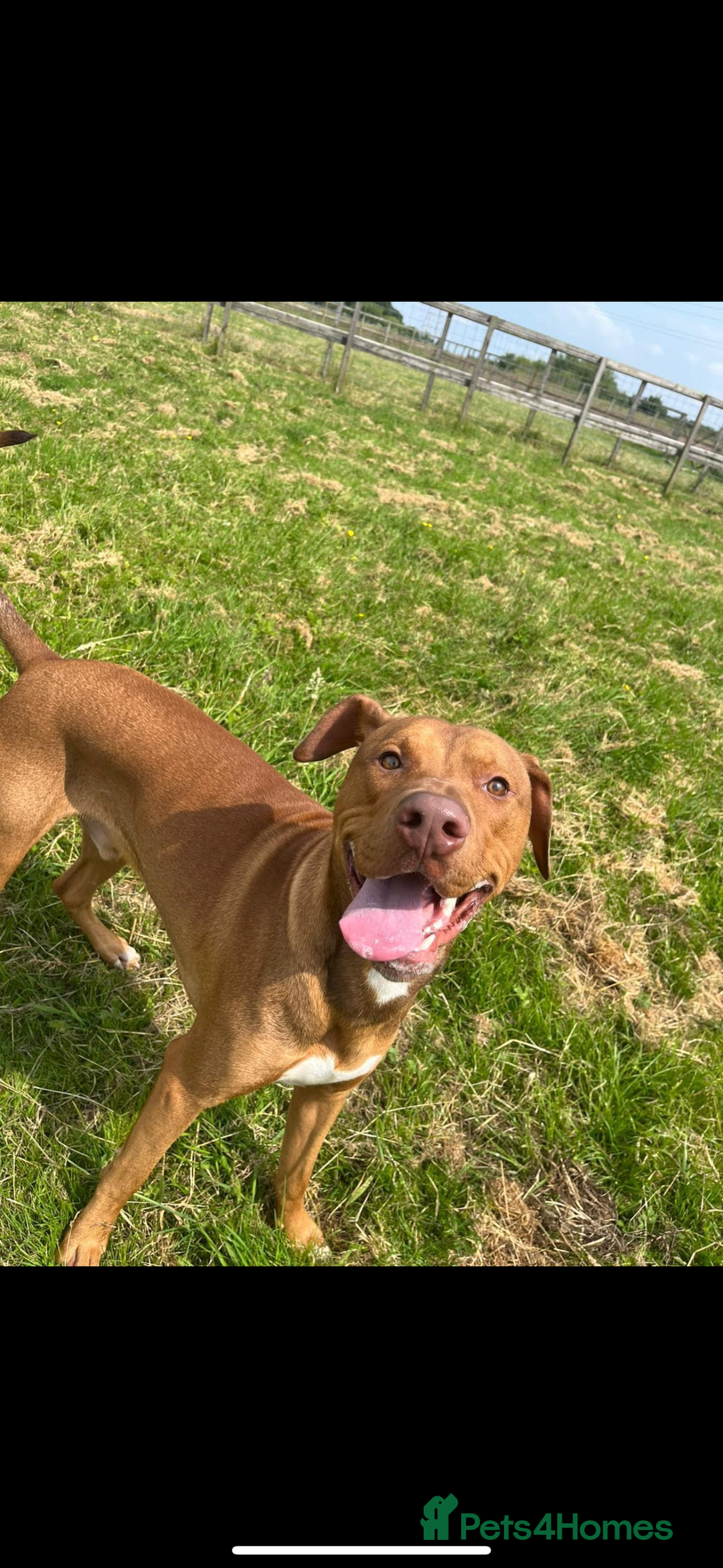 Mixed Breed dogs for sale: 2 Year Old Doberman cross American Bully - Advert 6