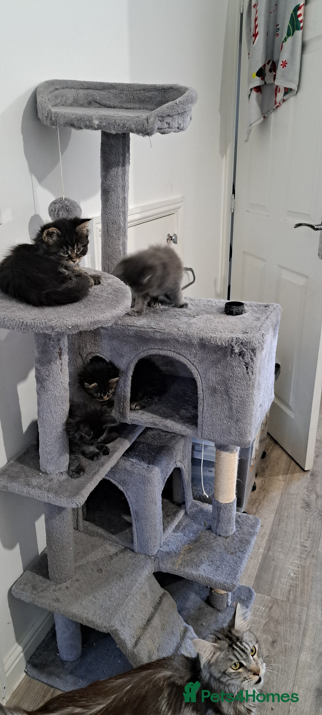 Maine Coon cats for sale: Pedigree mainecoon kittens in Newark - Image 10