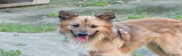 Mixed Breed dogs for adoption: Balto in Tonypandy - Advert 5