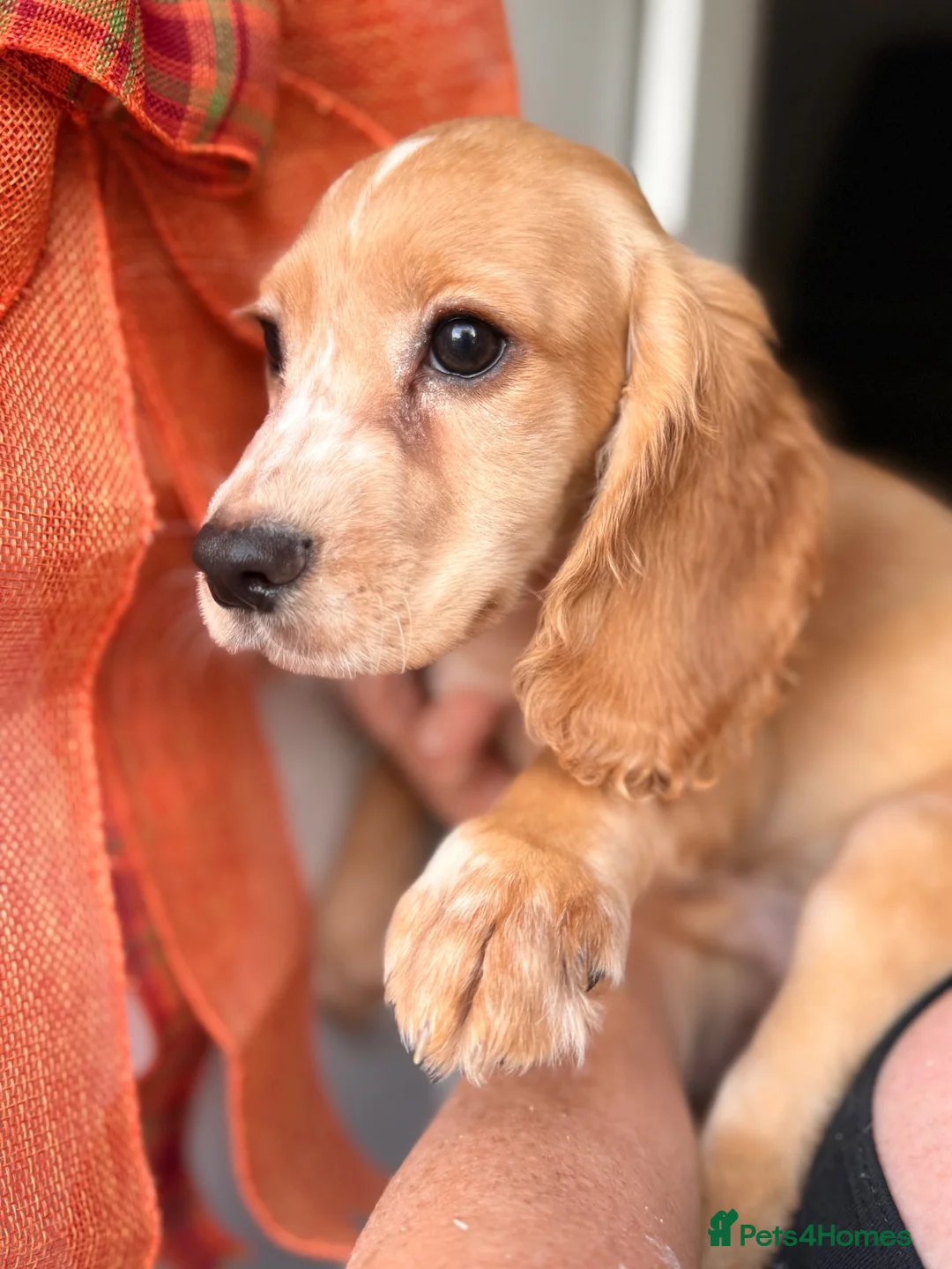 Cocker Spaniel dogs for sale: Working Cockers ready for new home  - Advert 1