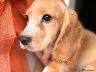 Cocker Spaniel dogs Working Cockers ready for new home - Advert 1