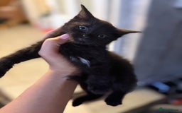Mixed Breed cats for sale: THREE BLACK KITTENS AVAILABLE  - Image 7