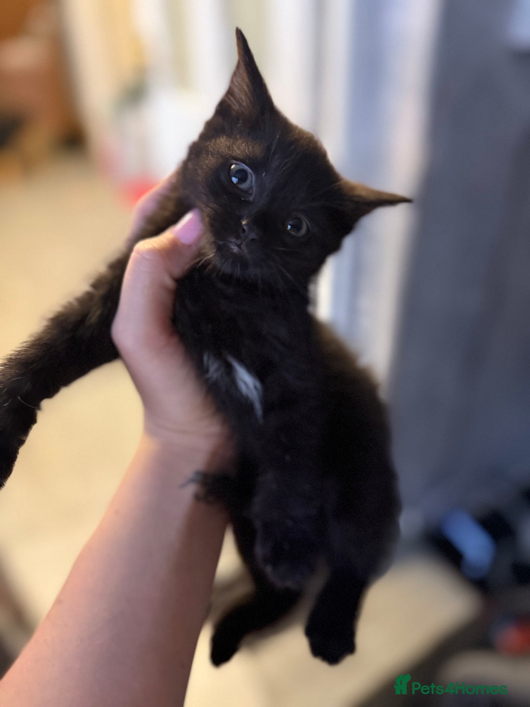 Mixed Breed cats for sale: THREE BLACK KITTENS AVAILABLE  - Image 7