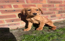 Labrador Retriever dogs for sale: Fox Red Labrador’s  - Image 11