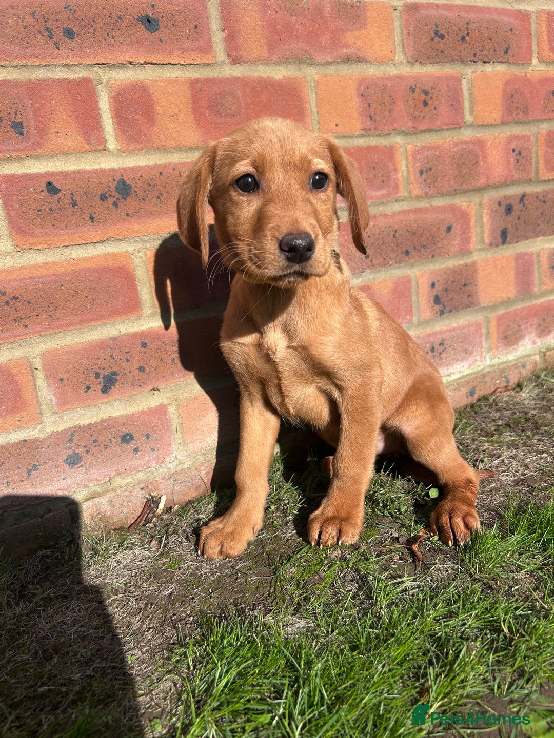 Labrador Retriever dogs for sale: Fox Red Labrador’s  - Image 11