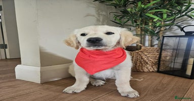 Golden Retriever dogs - Advert 1