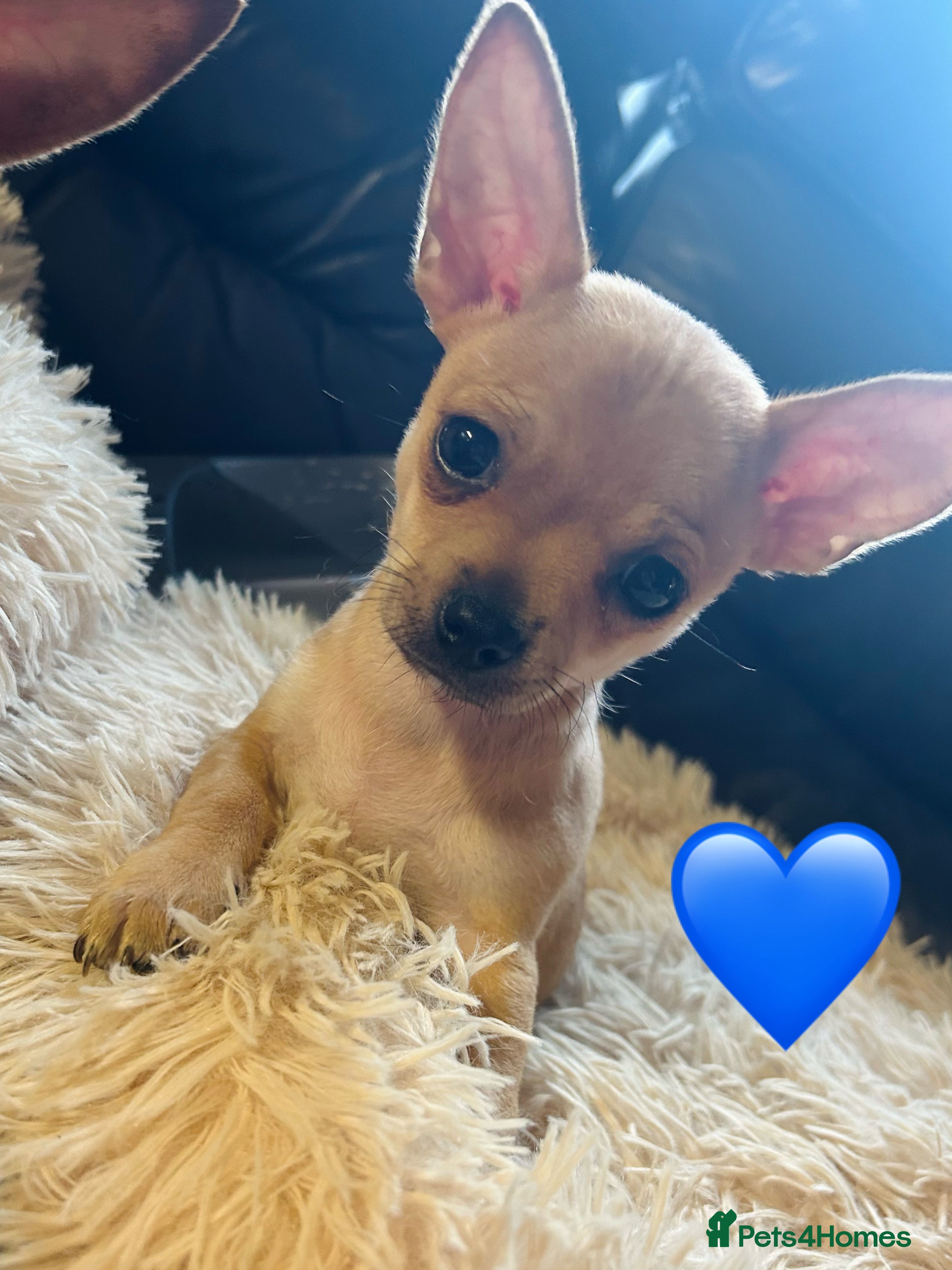 Pomchi dogs Just 3 Pomchi pups left - Advert 7