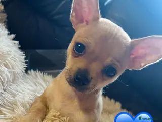 Pomchi dogs Just 3 Pomchi pups left - Advert 7