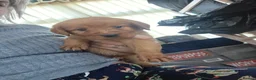 Mixed Breed dogs for sale: Vizslador Puppies  in Fraserburgh - Advert 7