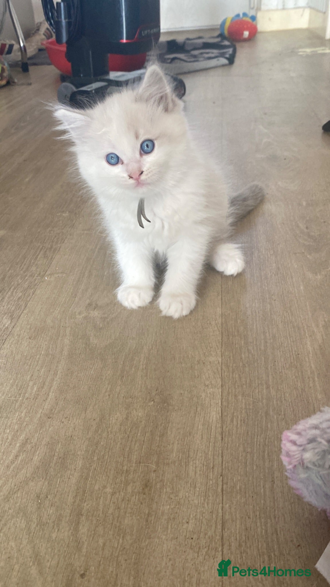 Ragdoll cats Blue lynx bi colour Ragdolls - Advert 12