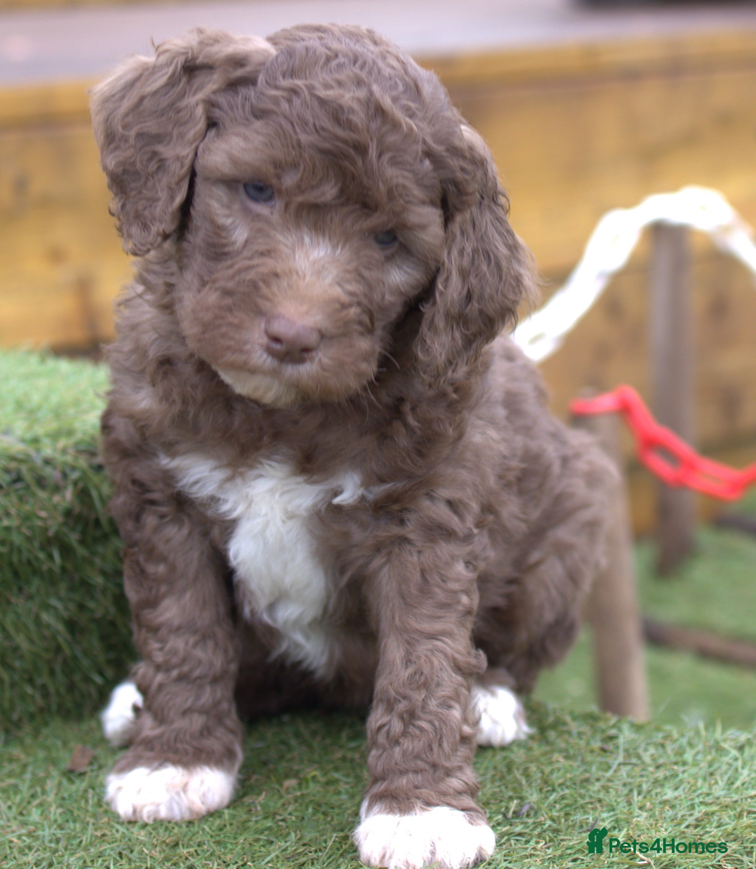 Labradoodle dogs 🐾🌈 Bred for Potential, Raised for Resilience🐾🌈 - Advert 14