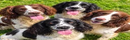 English Springer Spaniel dogs for sale: Outstanding Home Reared KC 5 ⭐️ Vetted Ready now  - Advert 1