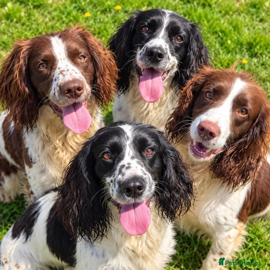 English Springer Spaniel dogs for sale: Outstanding Home Reared KC 5 ⭐️ Vetted Ready now  - Advert 1