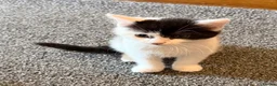 Mixed Breed cats for sale: 8 week old kittens ready to go.  in Gorebridge - Advert 3