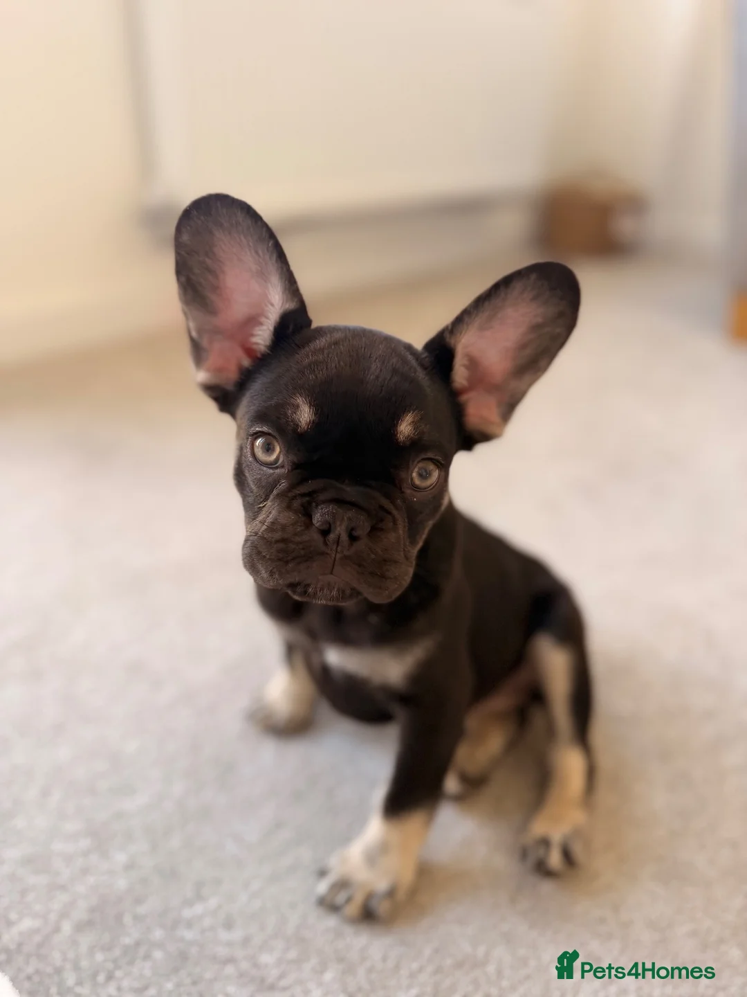 French Bulldog dogs for sale: Black & tan French bulldog  - Advert 2