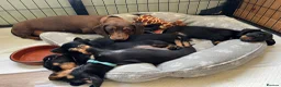 Miniature Dachshund dogs for sale: Kc reg miniature dachshunds - 2 girls - 2 boys  - Advert 21