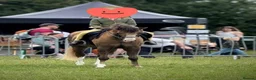 Welsh Section B horses for sale: Birkenbrook celebration - Charlie in Chesterfield - Advert 3