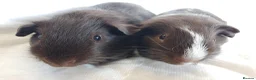 Guinea Pig rodents for sale: Lovely Baby Guinea pig boys available  - Advert 2