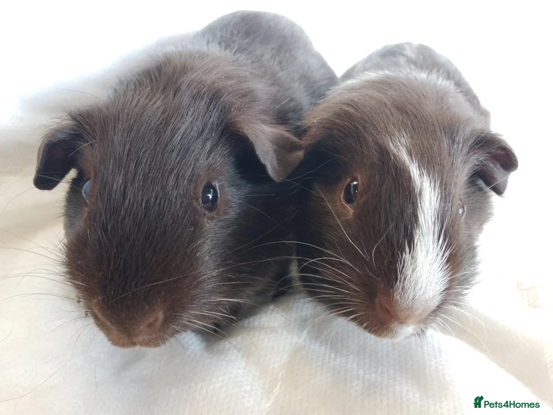 Guinea Pig rodents for sale: Lovely Baby Guinea pig boys available  - Advert 2
