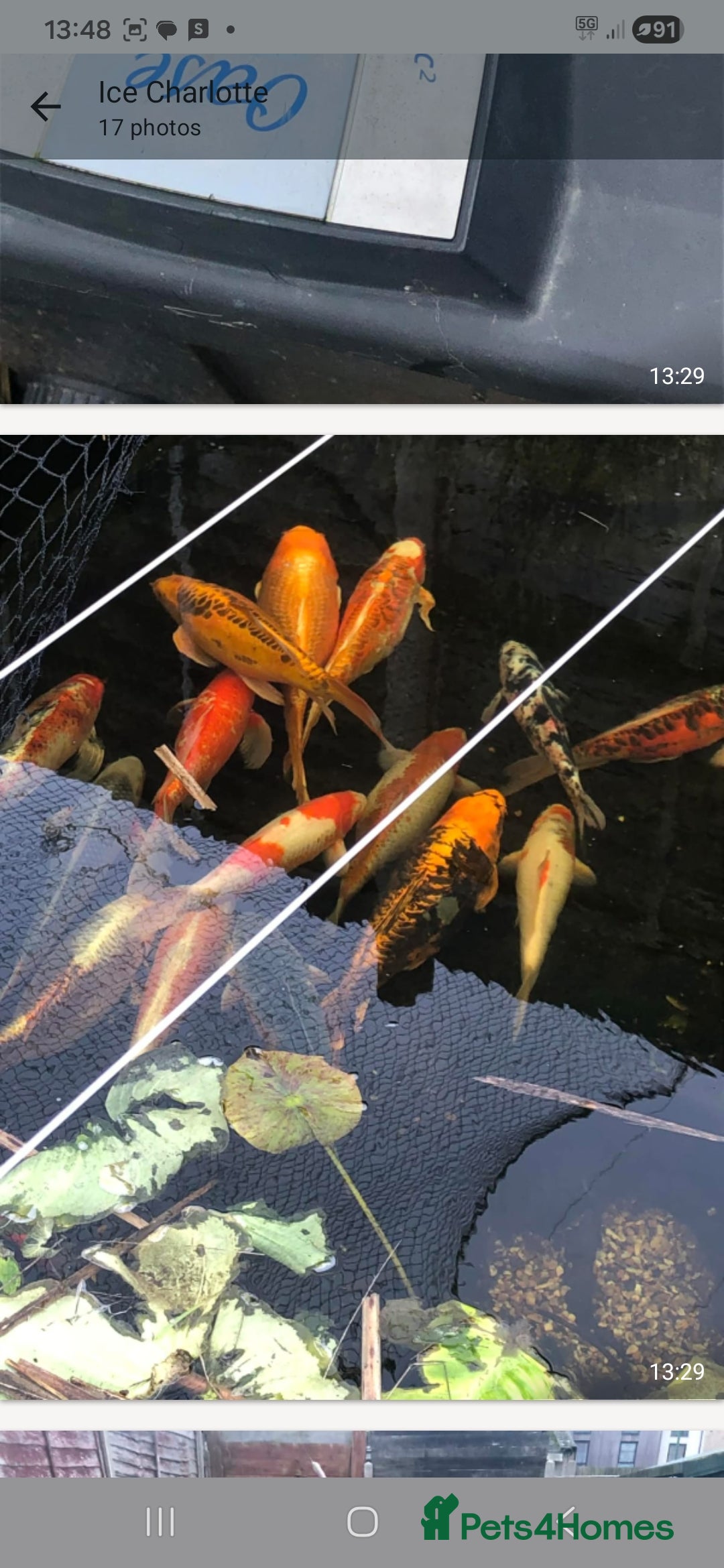 Koi Carp fish 20 Koi Carp with filter systems included. - Advert 1