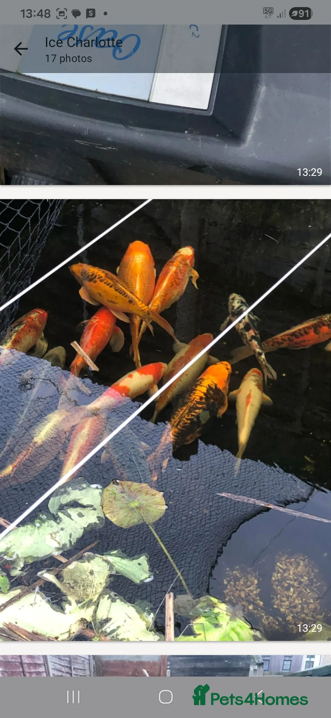 Koi Carp fish for sale: 20 Koi Carp with filter systems included. - Advert 1