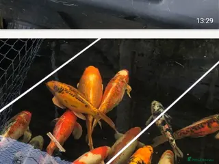 Koi Carp fish 20 Koi Carp with filter systems included. - Advert 1